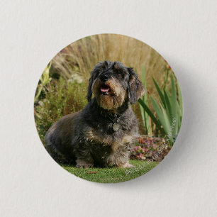 Wire-haired Standard Dachshund Pinback Button