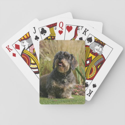 Wire_haired Standard Dachshund Poker Cards