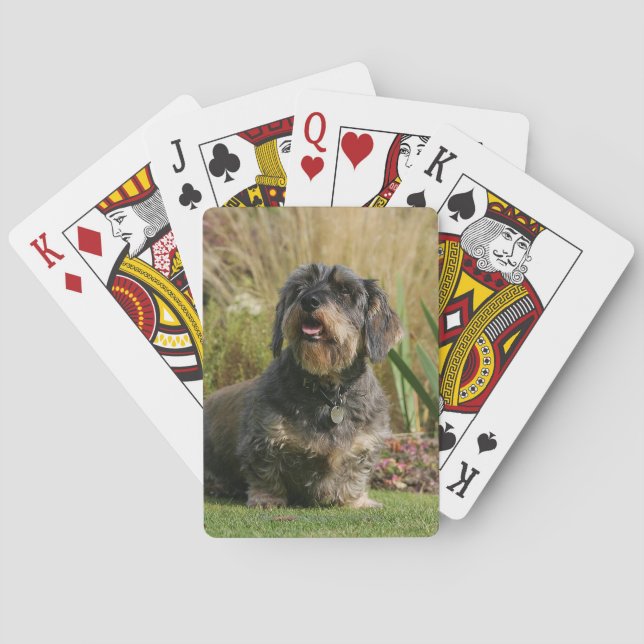 Wire-haired Standard Dachshund Poker Cards (Back)