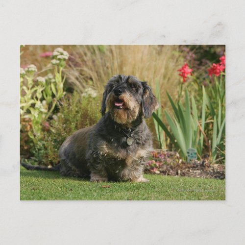 Wire_haired Standard Dachshund Postcard