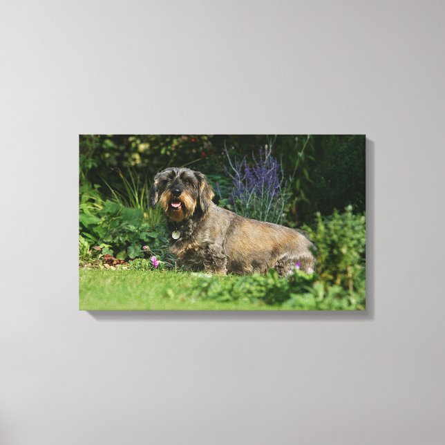 Wire-haired Standard Dachshund Sitting Canvas Print (Front)