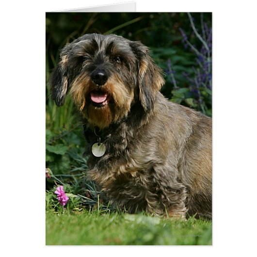 Wire-haired Standard Dachshund Sitting Cards (Front)