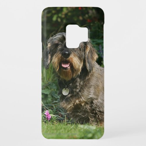 Wire_haired Standard Dachshund Sitting Case_Mate Samsung Galaxy S9 Case