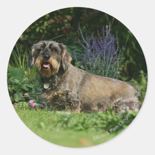 Wire_haired Standard Dachshund Sitting Classic Round Sticker