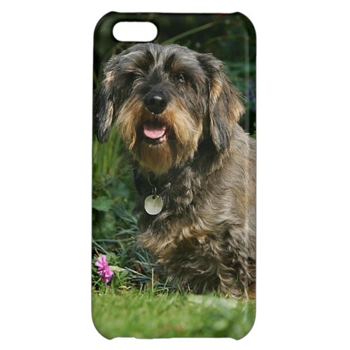 Wire_haired Standard Dachshund Sitting Case For iPhone 5C