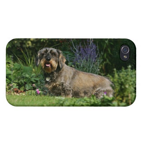 Wire_haired Standard Dachshund Sitting iPhone 44S Cover