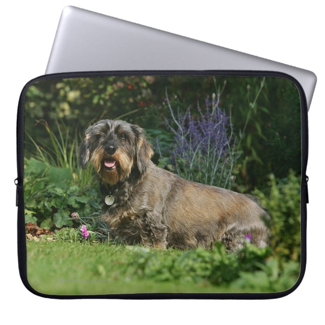 Wire-haired Standard Dachshund Sitting Laptop Sleeve (Front)