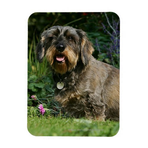 Wire_haired Standard Dachshund Sitting Magnet