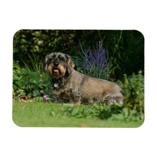 Wire_haired Standard Dachshund Sitting Magnet