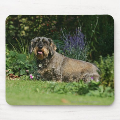 Wire_haired Standard Dachshund Sitting Mouse Pad
