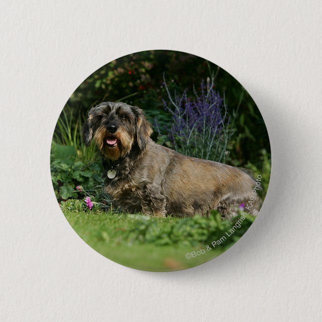 Wire-haired Standard Dachshund Sitting Pinback Button (Front)