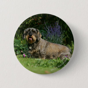 Wire-haired Standard Dachshund Sitting Pinback Button