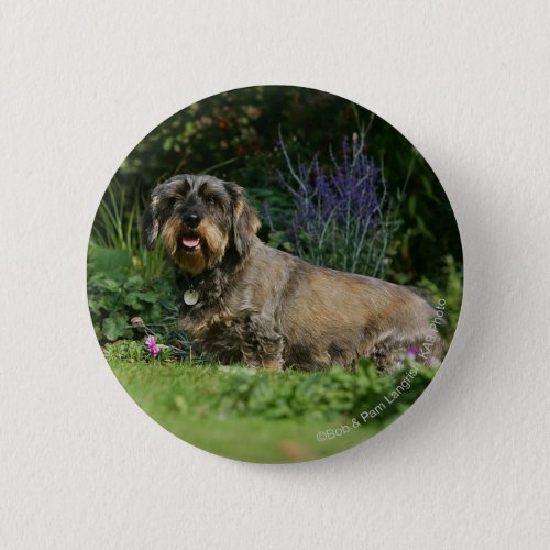 Wire_haired Standard Dachshund Sitting Pinback Button