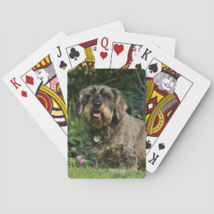 Wire-haired Standard Dachshund Sitting Poker Cards