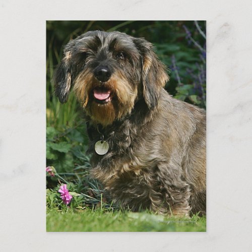 Wire_haired Standard Dachshund Sitting Postcard