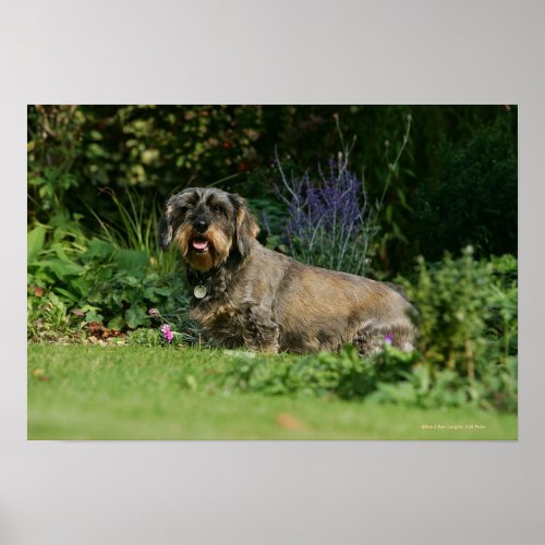 Wire_haired Standard Dachshund Sitting Poster