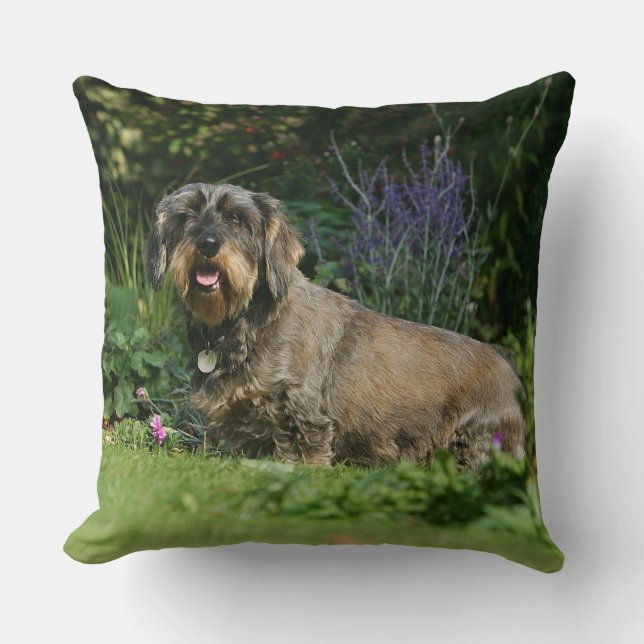 Wire-haired Standard Dachshund Sitting Throw Pillow (Front)