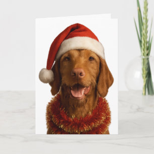 Wire haired Vizsla in a Santa hat Christmas card