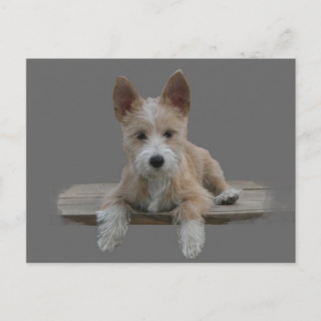 Wire Portuguese Podengo Pequeno Postcard (Front)