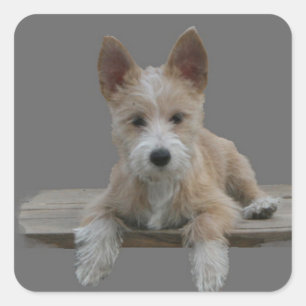 Wire Portuguese Podengo Pequeno Square Sticker