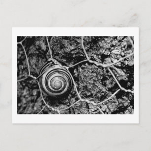 wired pace postcard