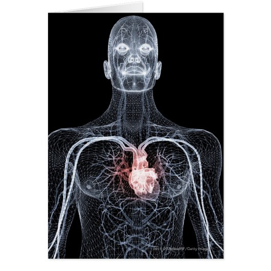 Wireframe of the blood vessels in the upper body (Front)