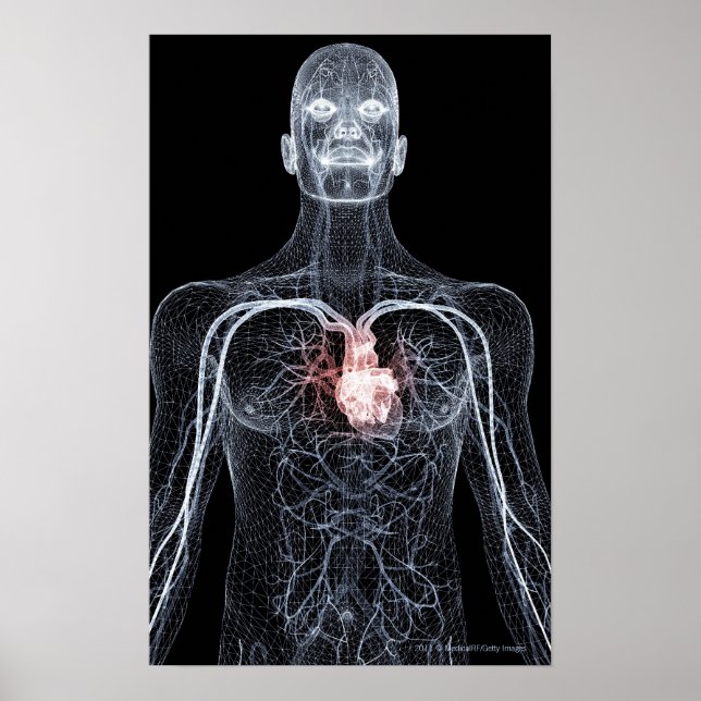 Wireframe of the blood vessels in the upper body 2 poster (Front)
