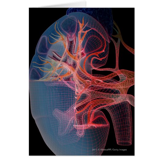 Wireframe of the inside of a kidney (Front)