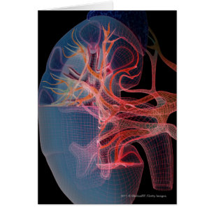 Wireframe of the inside of a kidney cards