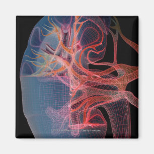 Wireframe of the inside of a kidney magnet