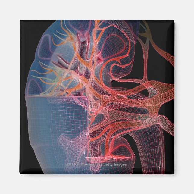 Wireframe of the inside of a kidney magnet (Front)