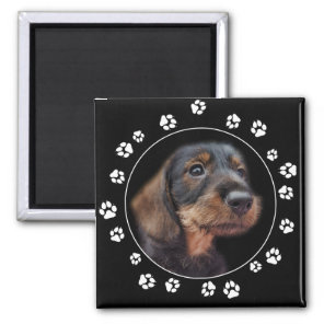 Wirehair Dachshund Puppy Paw Prints Magnet