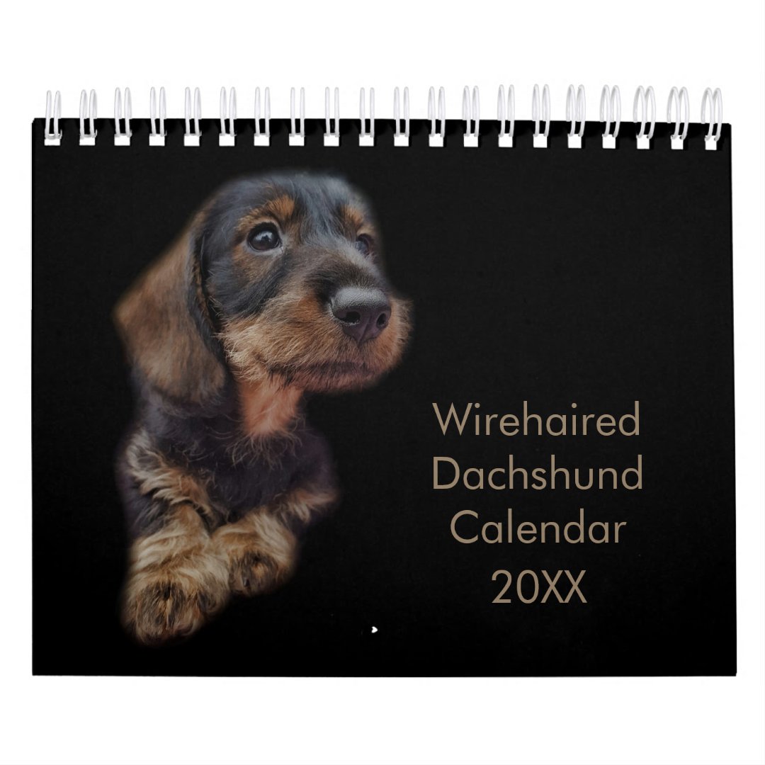 Wirehaired Dachshund Calendar Zazzle