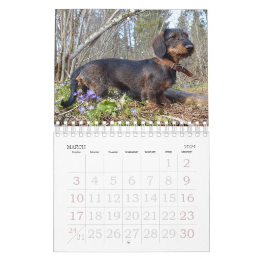 Wirehaired Dachshund Calendar Zazzle