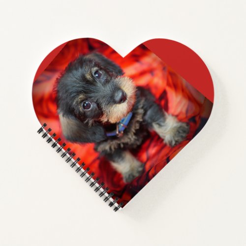 wirehaired dachshund puppy heart notebook