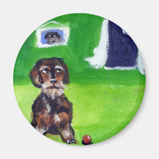 Wirehaired dachshund senses smiling moon magnet