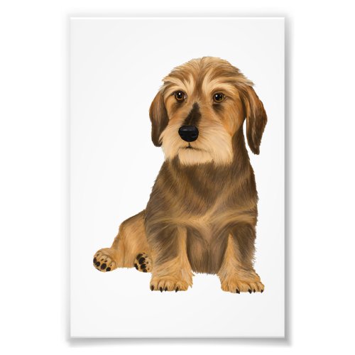 Wirehaired Dachshund Sitting Dog Photo Print
