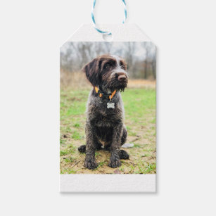 Hunting Dog Gift Tags Gift Enclosures Zazzle