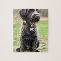 Wirehaired pointing Griffon puppy