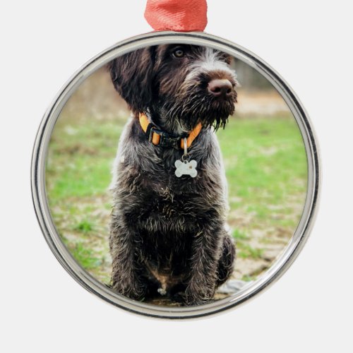 Wirehaired pointing Griffon puppy Metal Ornament