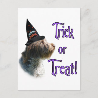 Wirehaired Pointing Griffon Trick Postcard