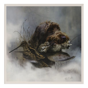 Wirehaired Pointing Griffon , Woodcock hunting Acrylic Print