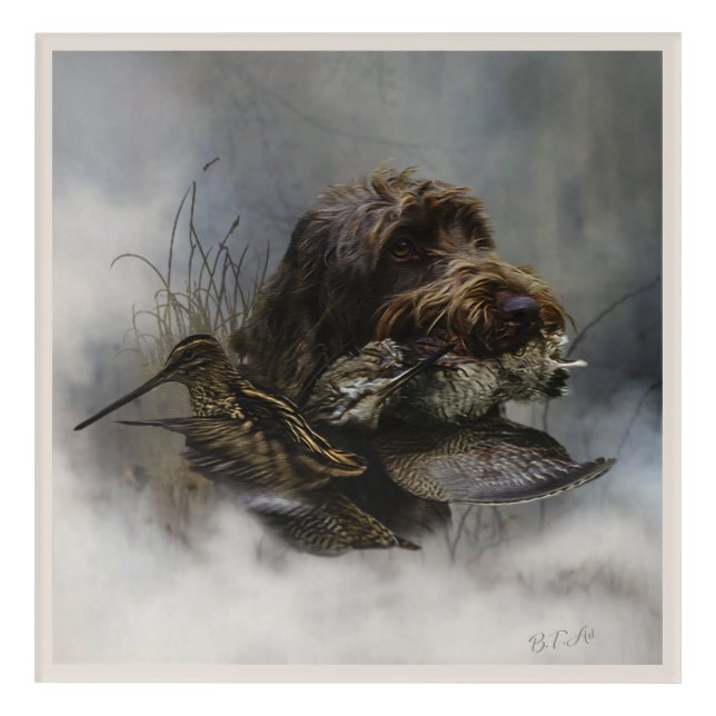 Wirehaired Pointing Griffon , Woodcock hunting     Acrylic Print (Front)