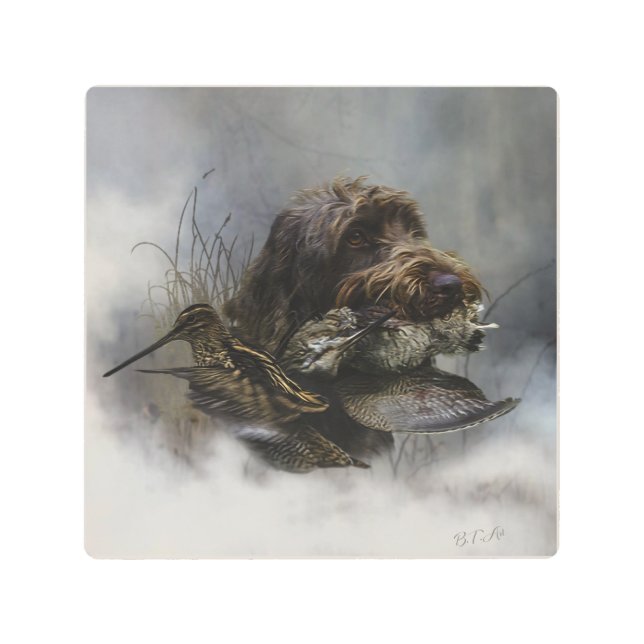 Wirehaired Pointing Griffon , Woodcock hunting    Metal Print (Front)