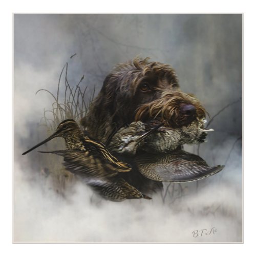 Wirehaired Pointing Griffon  Woodcock hunting   Photo Print