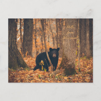 Wisconsin Black Bear Photo Postcard