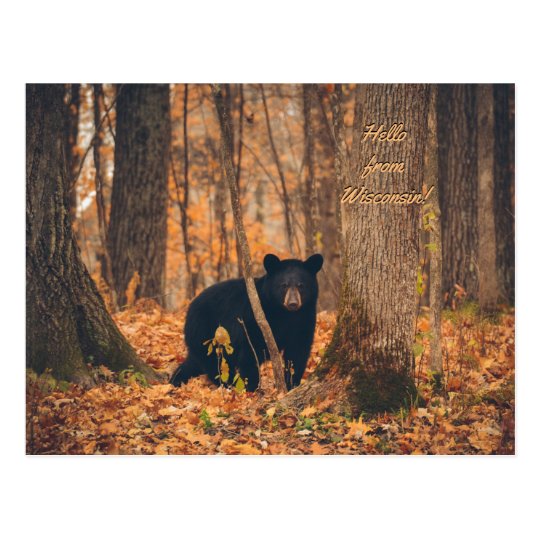 Wisconsin Black Bear Photo Postcard