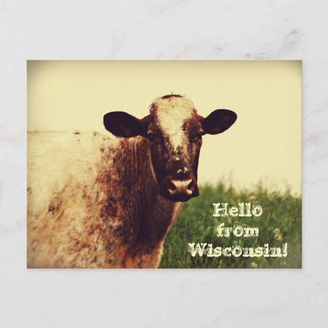 Wisconsin Cow Photo Postcard (Front)