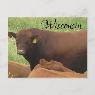 Wisconsin Cow Photograph Souvenir Postcard