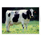 Wisconsin Dairy Cow (Front Horizontal)